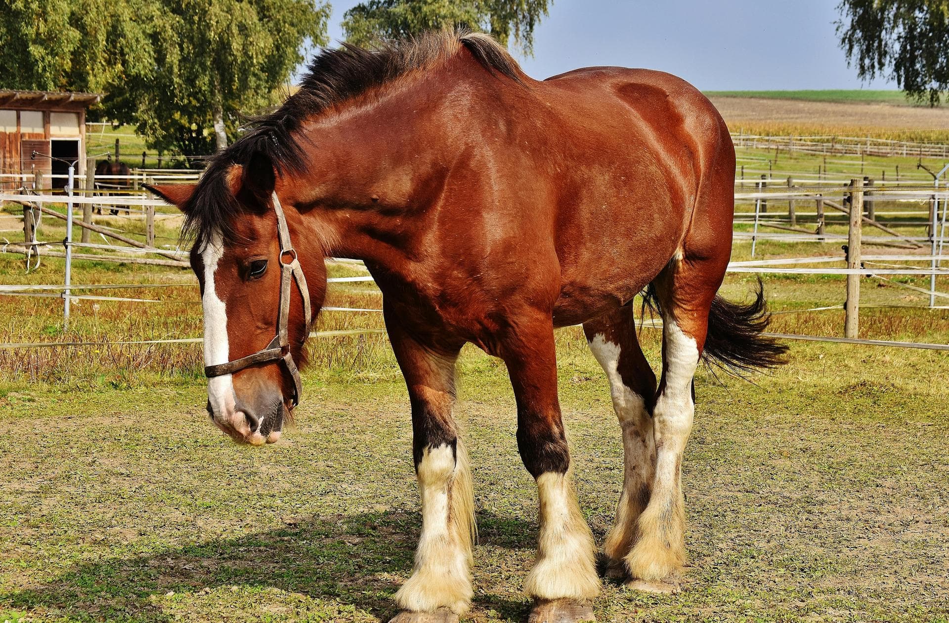 Farm & Large-Animal Vets near Layton