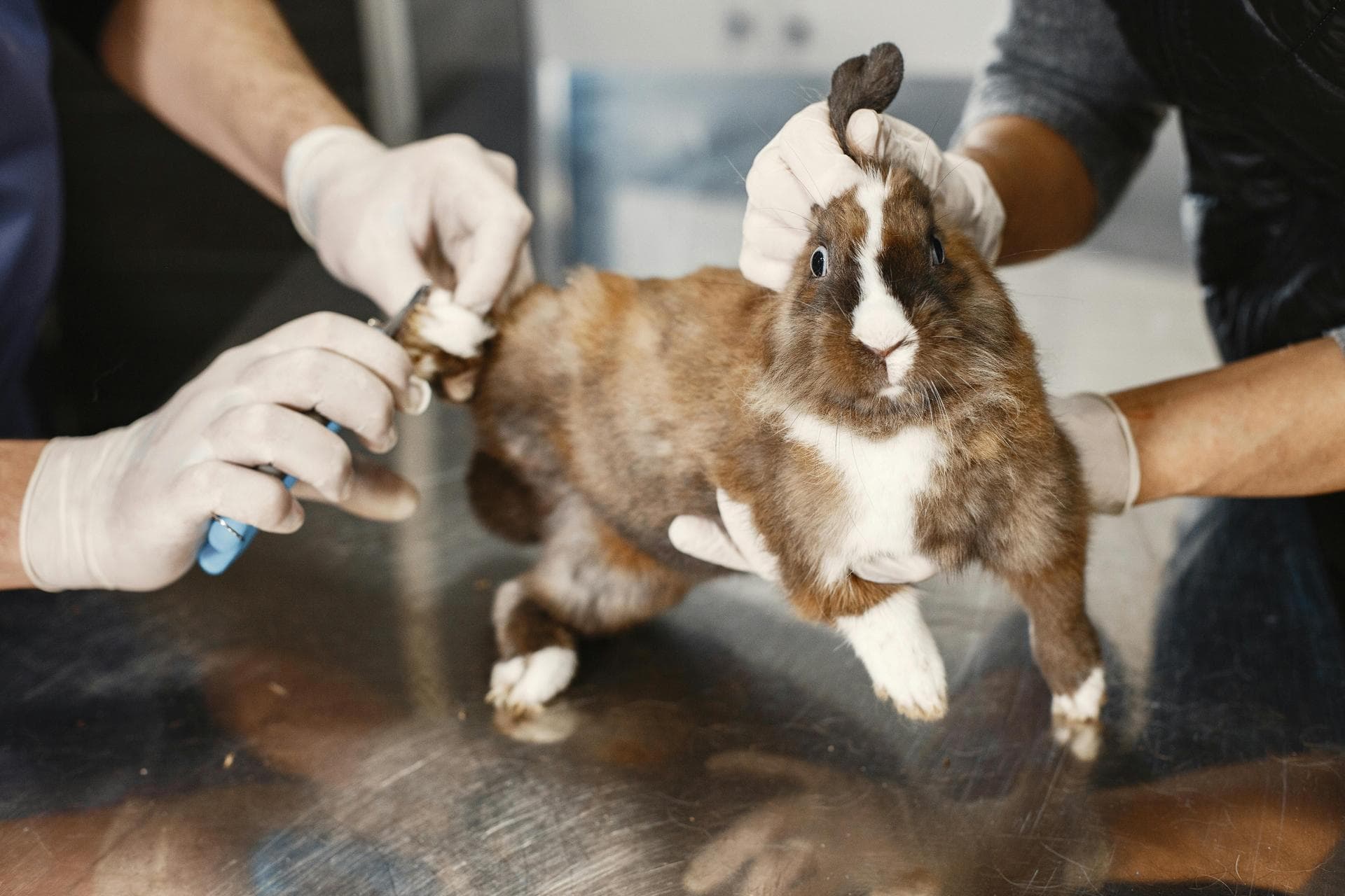 Dog & Cat Vets in Layton