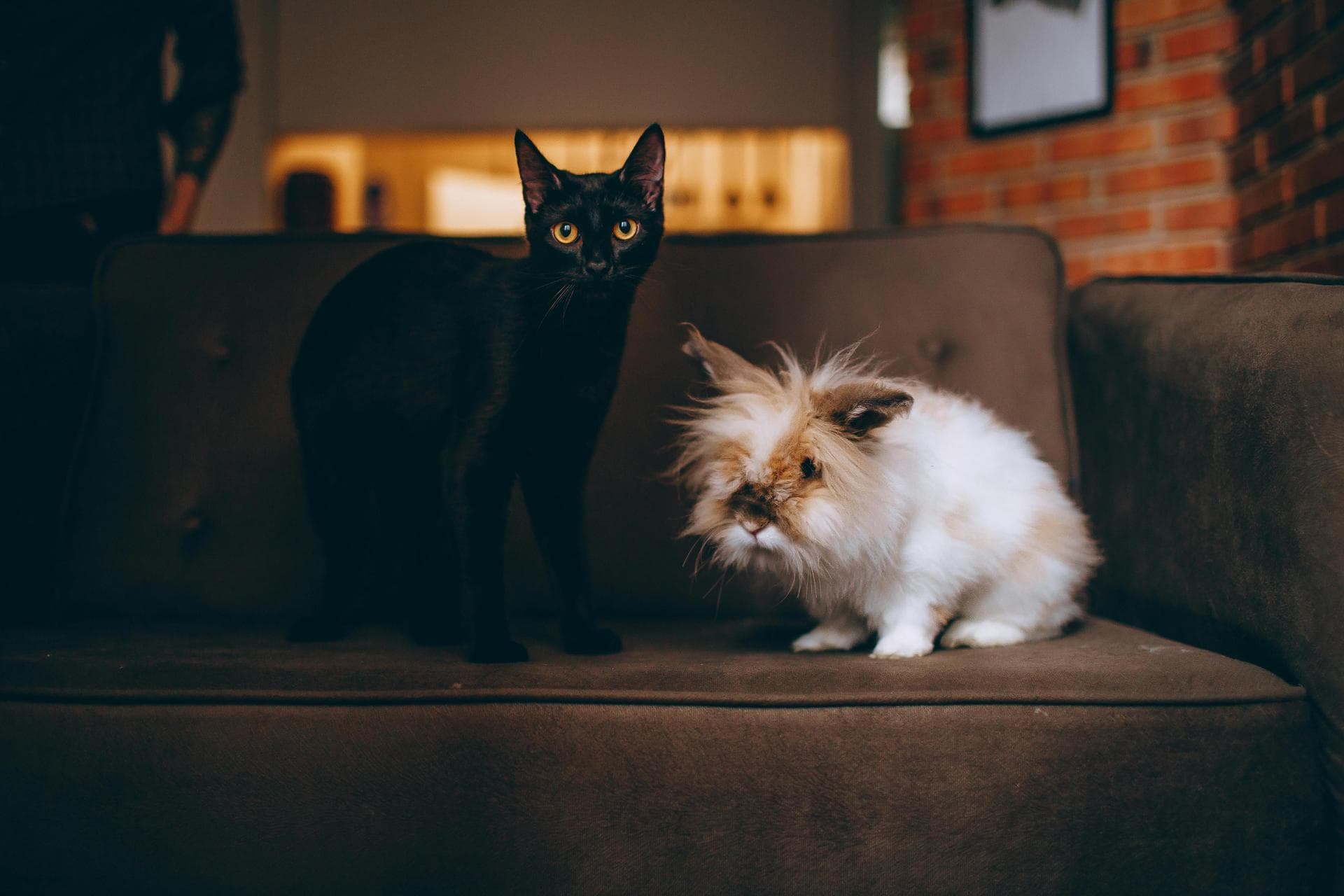 Guinea pig and cat on sofa