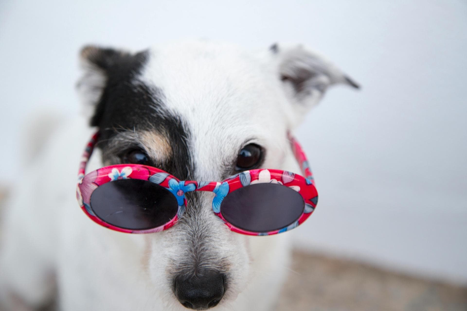 Specialist Vets in Layton