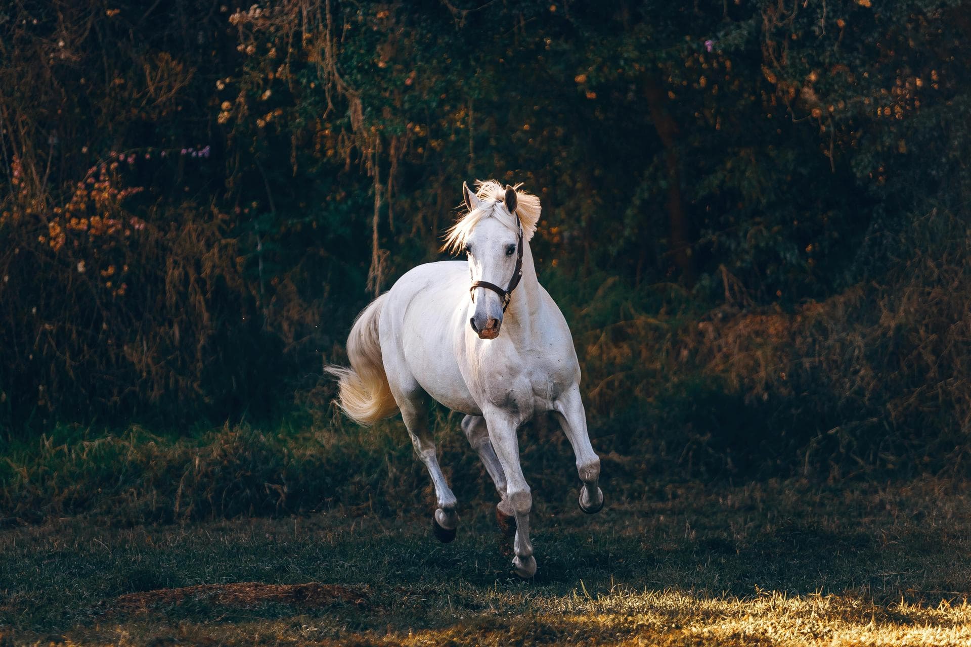 Specialist Vets in Layton